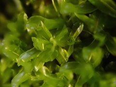 Syntrichia latifolia