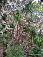 Dracophyllum traversii