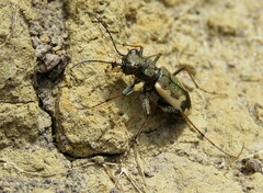Neocicindela latecincta