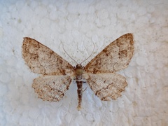Paradarisa consonaria