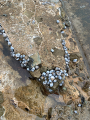 Nodilittorina pyramidalis