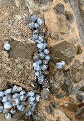 Nodilittorina pyramidalis