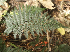 Polystichum neozelandicum