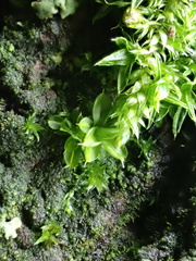 Syntrichia papillosa