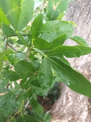 Vepris carringtoniana