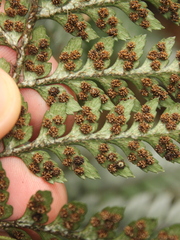 Polystichum neozelandicum