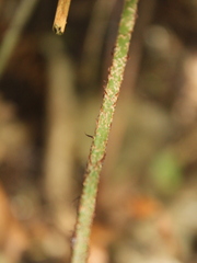 Polystichum neozelandicum