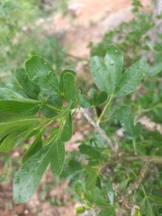 Vepris carringtoniana