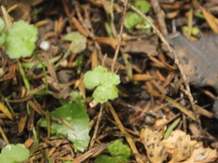 Hydrocotyle heteromeria