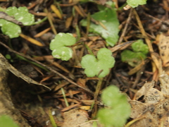 Hydrocotyle heteromeria