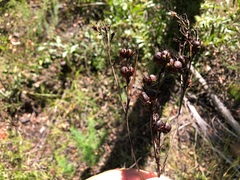 Haemodorum austroqueenslandicum