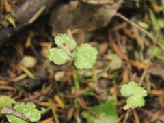 Hydrocotyle heteromeria