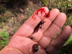 Haemodorum austroqueenslandicum