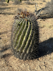 Ferocactus emoryi
