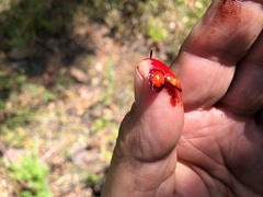 Haemodorum austroqueenslandicum