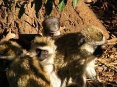 Chlorocebus pygerythrus hilgerti