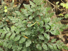 Asplenium hookerianum