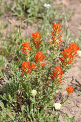 Castilleja applegatei viscida