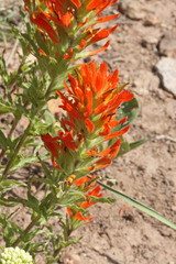 Castilleja applegatei viscida