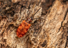 Lemodes coccinea