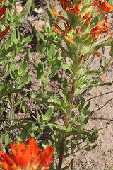 Castilleja applegatei viscida