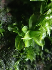 Syntrichia papillosa