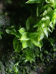 Syntrichia papillosa