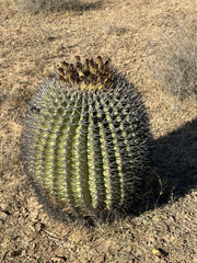Ferocactus emoryi