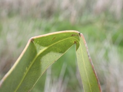 Cymbacha