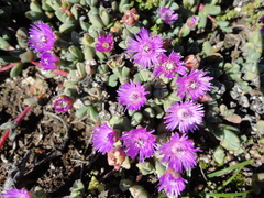 Antimima granitica
