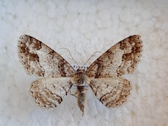 Paradarisa consonaria