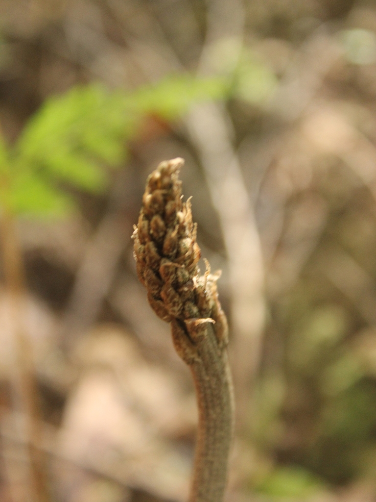 Gastrodia cooperae