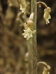 Gastrodia cooperae