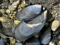 Mytilus planulatus