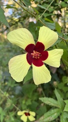Hibiscus surattensis