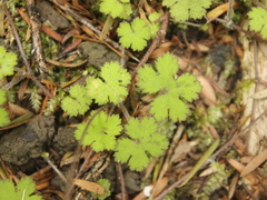 Hydrocotyle elongata