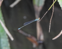 Pseudagrion rubriceps