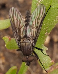 Atherimorpha