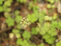 Hydrocotyle elongata