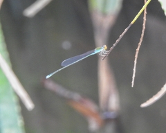 Pseudagrion rubriceps