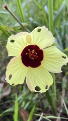 Hibiscus surattensis
