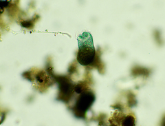 Stentor multiformis