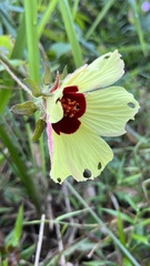 Hibiscus surattensis