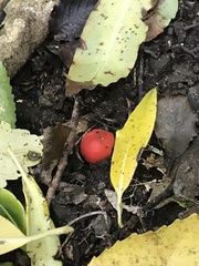 Leratiomyces erythrocephalus