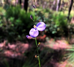 Comesperma sphaerocarpum