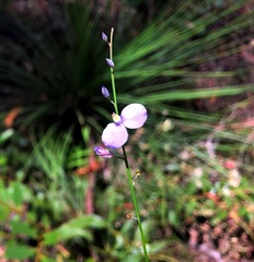 Comesperma sphaerocarpum