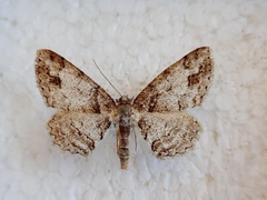 Paradarisa consonaria