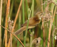 Acrocephalus agricola