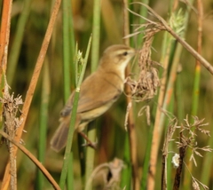 Acrocephalus agricola