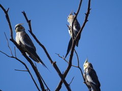 Nymphicus hollandicus